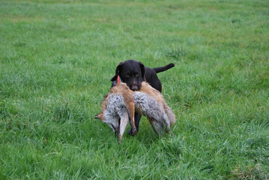 Deutsch Drahthaar - Harras II vom Spanger-Forst 