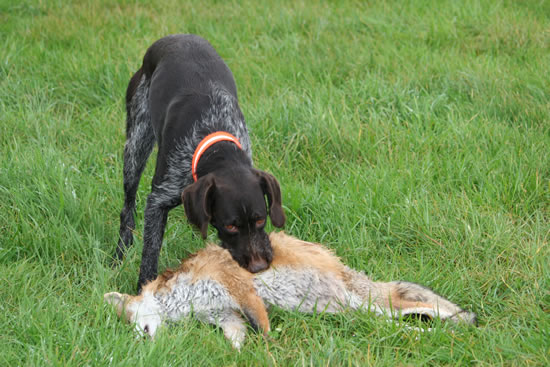 Deutsch Drahthaar - Harras II vom Spanger-Forst 