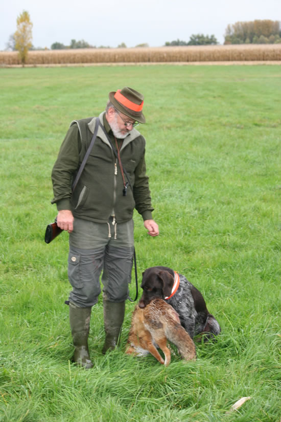 Deutsch Drahthaar - Harras II vom Spanger-Forst 