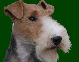 Foxterrier