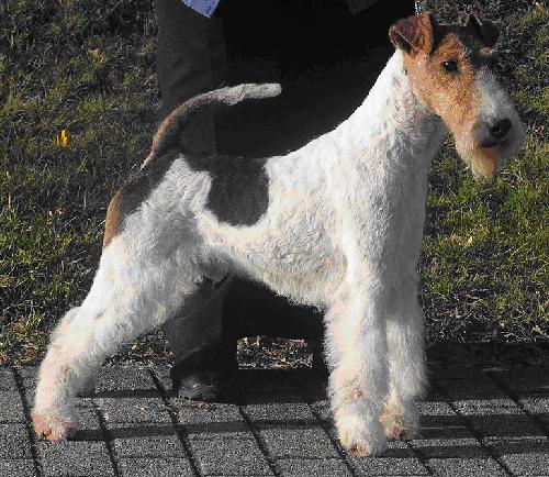 Foxterrier Movie Star