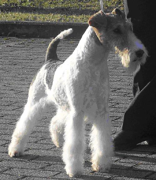 Movie Star OF FAIR PLAY