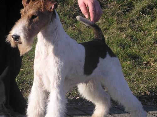 Foxterrier Deckrüde Movie Star