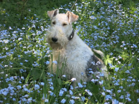 Roja (Helena OF FAIR PLAY)