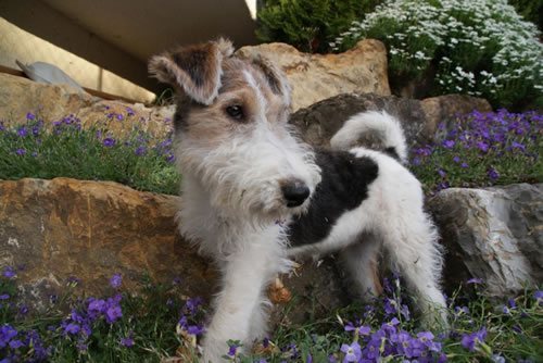 Foxterrier Helena