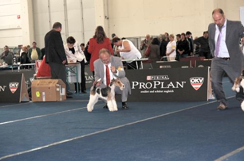 Foxterrier Ausstellung 2010