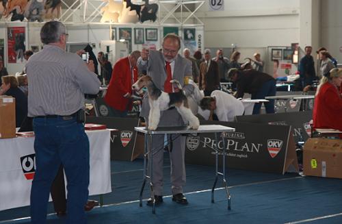 Foxterrier auf der Ausstellung