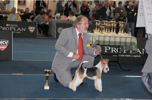 Foxterrier of Fair Play