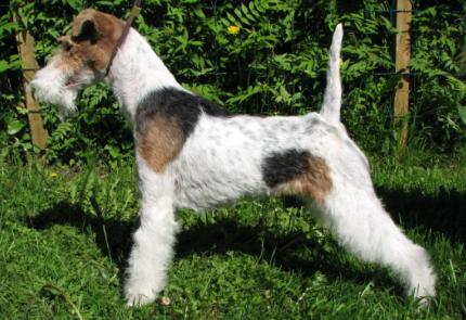 Yazzy Jane OF FAIR PLAY