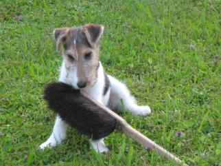 Foxterrier mit Handfeger