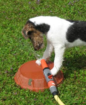 Foxterrier am Gartenschlauch
