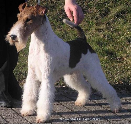 Foxterrier