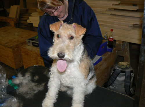 Foxterrier auf dem Trimmtisch