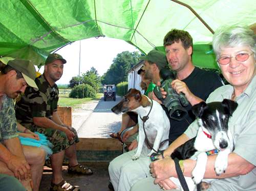 Foxterrier unterwegs