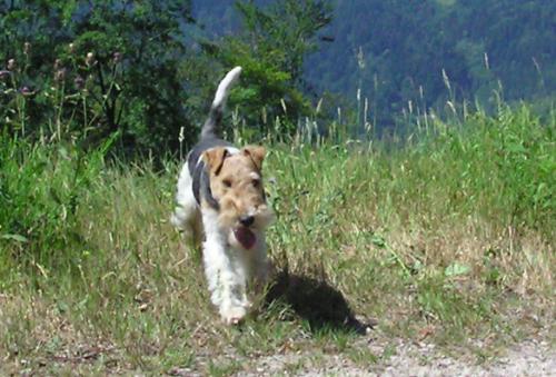 Foxterrier Fritz