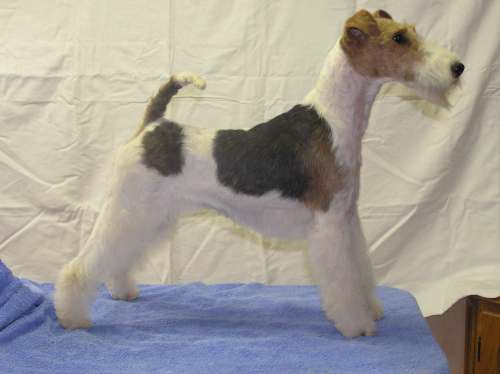 Foxterrier Hündin