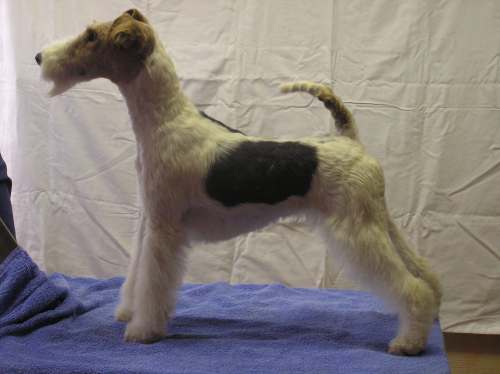 Foxterrier Hündin