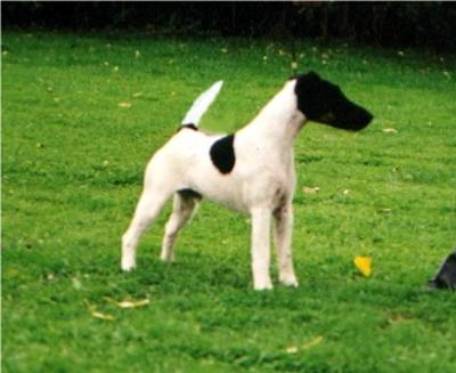 Foxterrier Champion - Reamonn of Fair Play