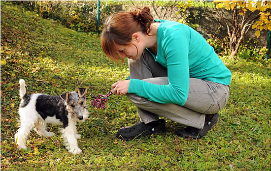 Foxterrier Welpe Fine