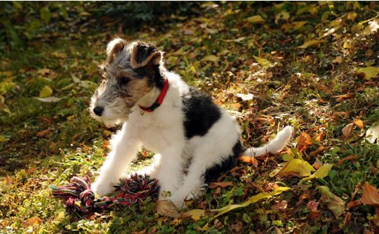 Foxterrier auf dem Rasen sitzend