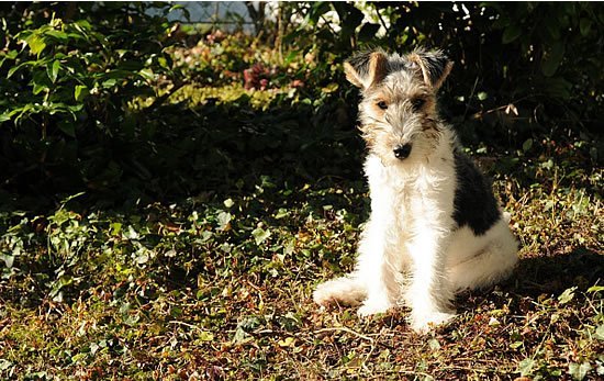 Foxterrier Welpe im Garten