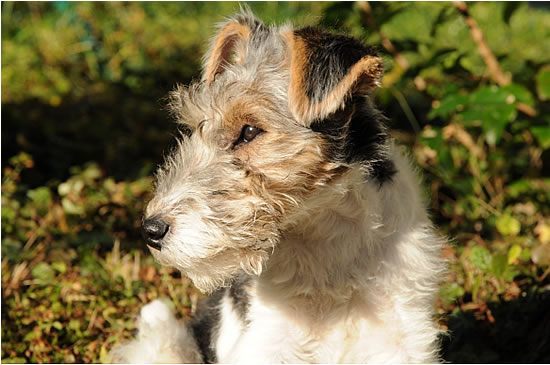 Foxterrier Hündin blickt verträumt