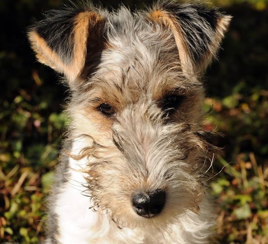 Portraitaufnahme Foxterrier Welpe