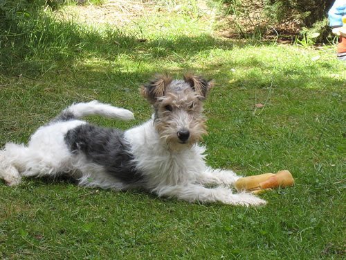 Foxterrier Isar