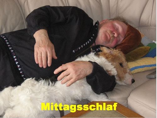 Foxterrier Mittagsschlaf