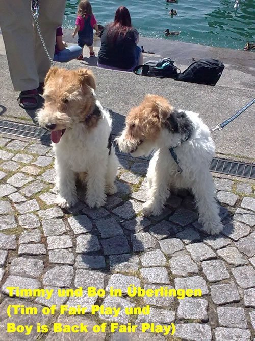 Timmy der Foxterrier