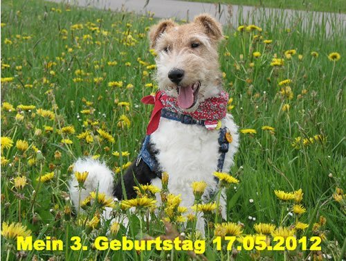 Foxterrier Rüde Timmy