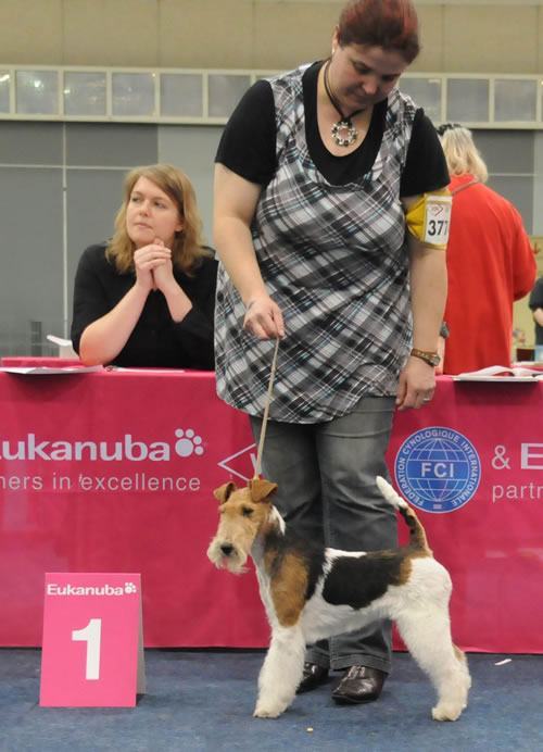 Foxterrier auf Ausstellung