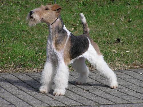 Foxterrier