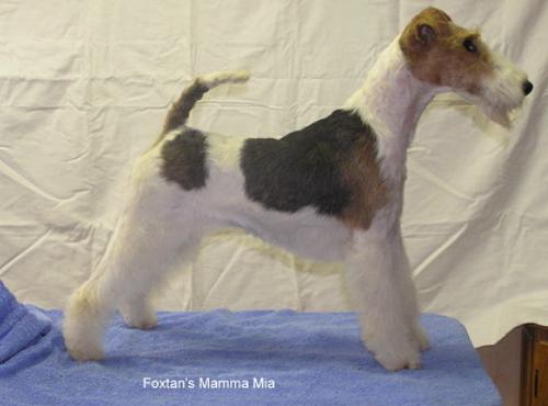 Foxterrier Drahthaar Hündin Foxtan's Mama Mia 