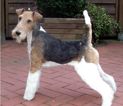 Foxterrier 