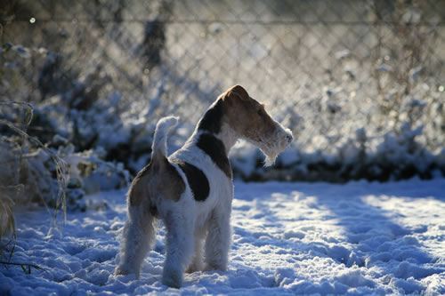 Foxterrier Franjo