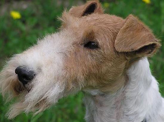 Ch. ROLLIECON FANCY THAT OF DAVWEN Owner Mr.R. & Mrs.D. deMunter-Uiterwijk,B