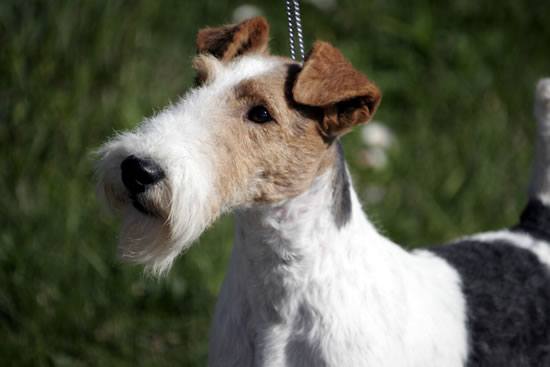 JCh. Batista OF FAIR PLAY (Sec)