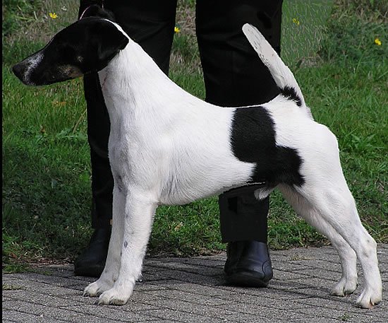 Multi Ch. Reamon OF FAIR PLAY