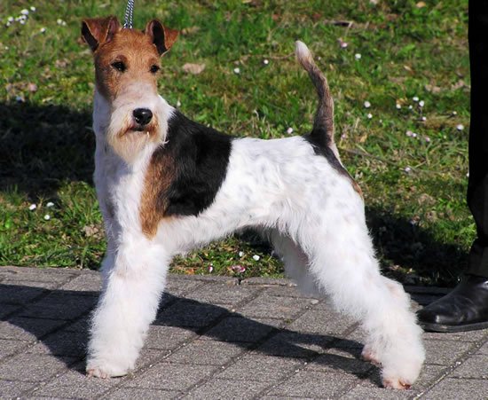 Ch. Vendetta OF FAIR PLAY