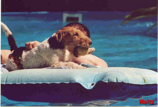 Ch. Kiwi OF FAIR PLAY im Pool.