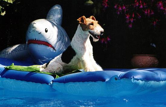 Ch. Funny Face OF FAIR PLAY beim wellness.