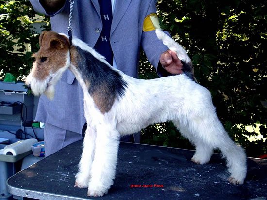 Ch. Goldie Hawn OF FAIR PLAY