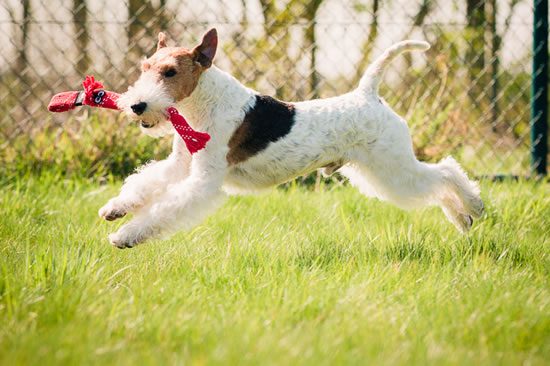Ch. I’m the Gigolo du Haillet des Corneiredes Züchter Mmes Delaye Magali & Maryse, F