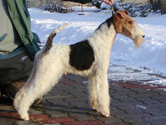 Ch. Saredon Top Ace Breeder Judy Averis, Endland