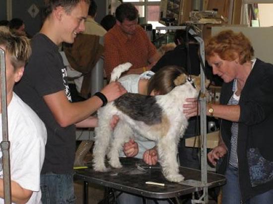 OG Mitglieder/Züchter zeigen und erklären fachgerechtes trimmen.